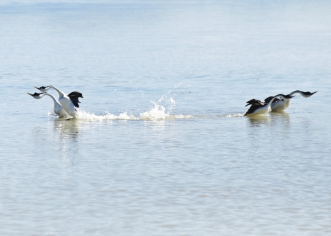 wo pairs of Western Grebes dancing on water into opposite directions.