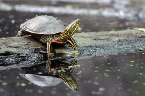 Turtle with yellow and green stripes sits on log in water