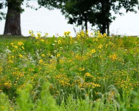 Field of native yellow wildflowers and grasses at Illiniwek Forest Preserve, with trees and river in the background.