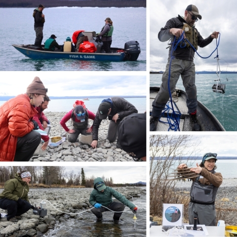 Collage of images from dreissenid mussel early detection sampling: Alaska Department of Fish and Game boat in the water, several people squat in a semi-circle to observe rocks, two biologists use an environmental DNA sampler, one biologist holds a ponar dredge dipping with water off the side of a boat, one biologist displays a settlement plate.