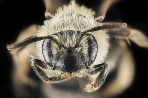 Close-up image of the face of a bee with pale yellow hair, two large compound eyes, a triangular-shaped plate-like structure that is part of the exoskeleton, and two curved antennae 