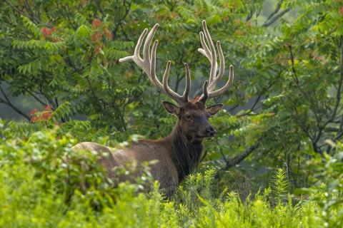 a bull elk standing amongst the grass and trees