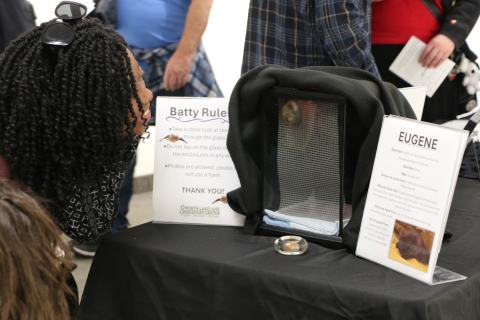 Eugene the Big Brown Bat