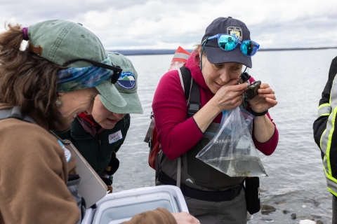 Biologist wearing USFWS hat uses a handloop to magnify aquatic plant material.