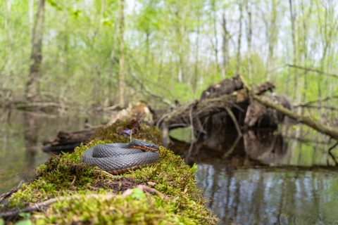 A copperbelly water snake laying near the edge of a shallow wetland displays its distinctive smooth black scales with an orange chin and underbelly. The snake is coiled on a log covered in green moss.