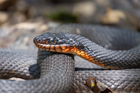 A close up shot of a snake’s face, showing its black scales and orange chin