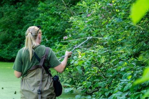 Biologist in waders stands outdoors in a wetland, holding a long antenna and equipment used to find snakes.