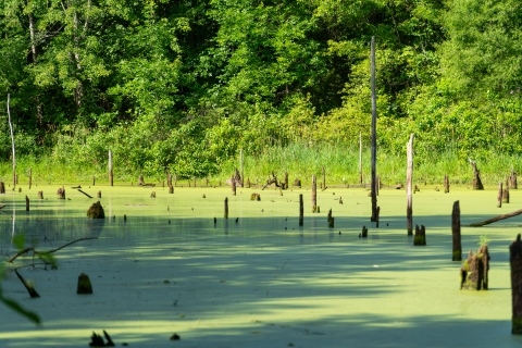Wetland habitat at Lake La Su An Wildlife Area, Ohio, featuring water covered with duckweed, algae and vegetation as tree stumps protrude from the water, with a dense forest in the background.