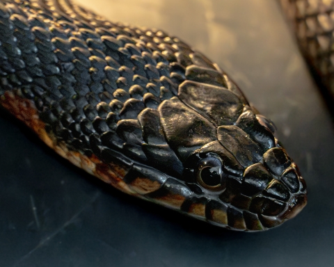 A close up shot of a copperbelly water snake’s head showing black scales on top and copper-colored scales under its chin. The snake is lying on a black background.