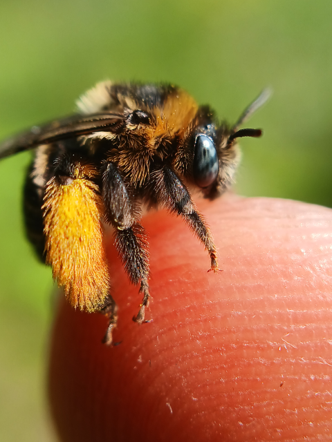 A close-up photo of a small fuzzy black-and-yellow bee sitting on the tip of someone’s finger.