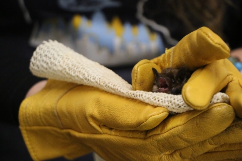 Big Brown Bat at MN Bat Festival