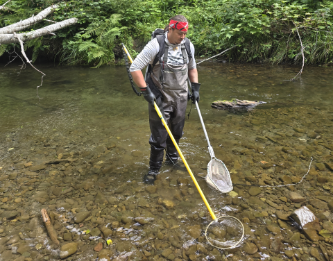 Addison Emerson wearing waders and standing in a stream while electrofishing. He is holding the anode in his right hand and a net in his left. Stream and bank vegetation in the background.