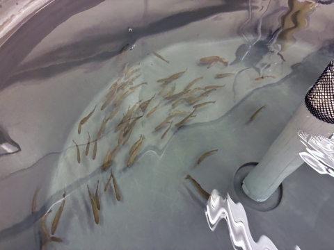 small tan fish swim in a large tank