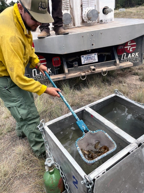 a wildfire fighter wearing yellow and green holds a net full of fish, above a metal box