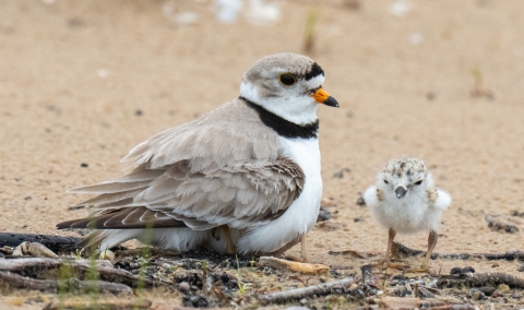 An adult Great Lakes piping plover rests on a sandy beach, with one chick hidden under its feathers and one chick standing next to the adult. The chick is white and mottled grey and brown. The adult is mostly light grayish brown with a white front and a collar of black feathers.
