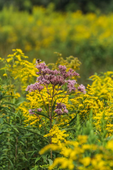 Bumblebee on top of purple joe pye weed plant