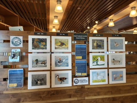 A photo of the Bear River Migratory Bird Refuge Junior Duck Stamp Display Exhibit at Swaner EcoCenter and Preserve