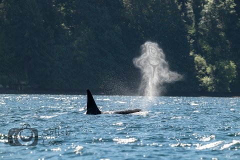 Photograph of an orca whale propoising. The photographer modified the whale spout to the shape of an orca whale in tribal line art form. Trees in the background.