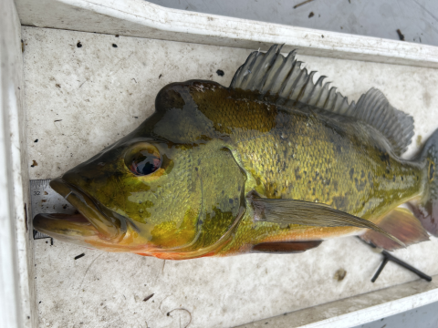 Butterfly Peacock Bass