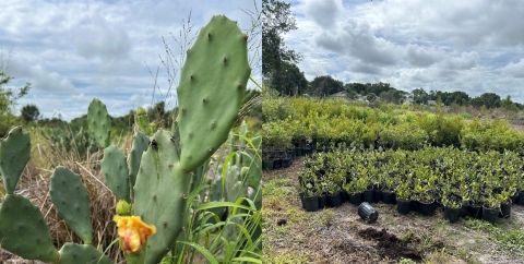 Upland restoration planting