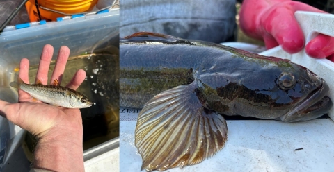 Native fish species, FL