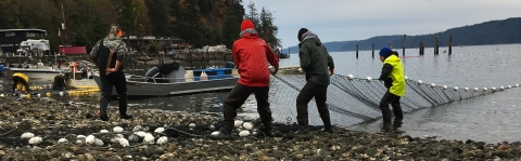 Author, Addison Emmerson, and three other tribal commercial fishermen pulling a net along a shoreline. Boats, water and skyline in the background.