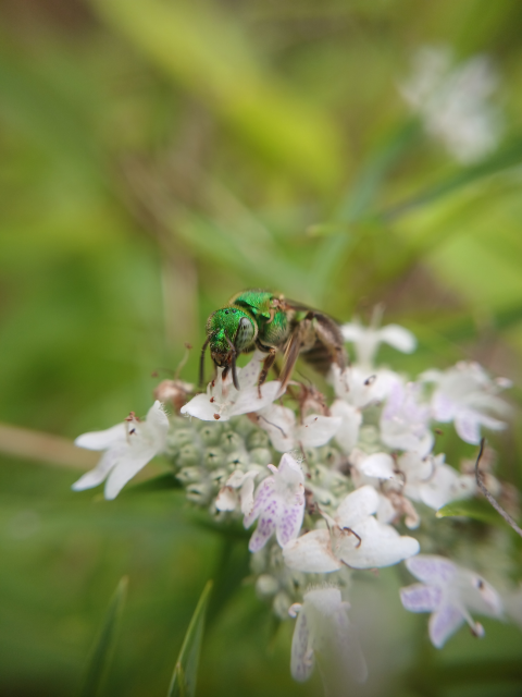 An iridescent green bee collects nectar from a cluster of small white flowers.&nbsp;