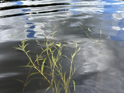 Smartweed