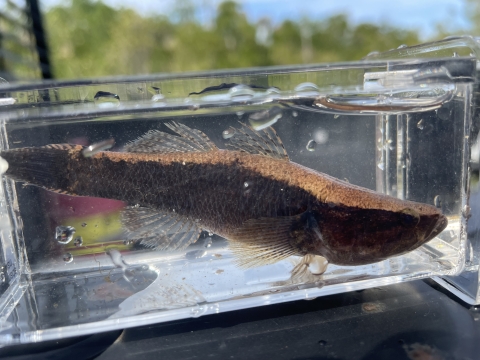 Largescale spinycheek sleeper (Eleotris amblyopsis)