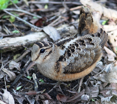 American woodcock blending in with ground cover. 