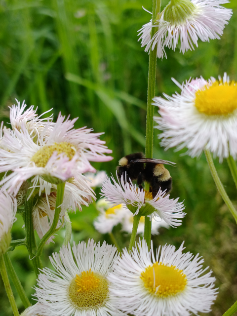 A yellow and black bumble bee collecting nectar from a flower with dozens of wispy white petals around a yellow central disk.