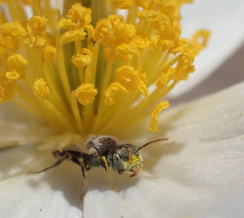 A Mojave poppy bee standing on white petal of a prickly poppy plant