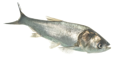 A small, silver fish photographed against a white background