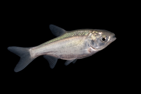 A three inch silver fish photographed against a black background