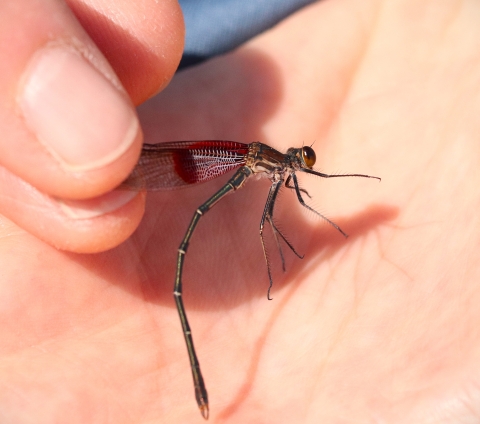 A damselfly is being held gently by the wings between two fingers. The damselfly has a dark green body, amber eyes, and a deep red spot on its wings.