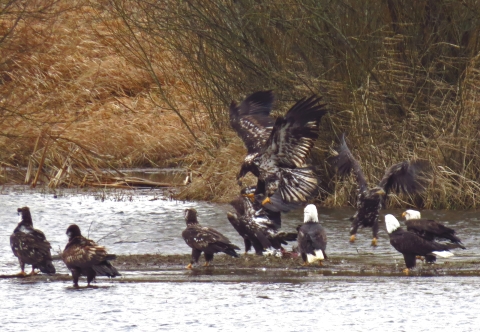 Congregation of bald eagles on a strip of mostly submerged land with winter brush in background.