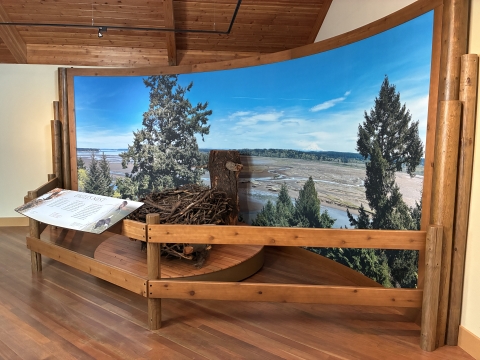 Photo of an exhibit with a fence and interpretive sign in front of an eagle nest and a backdrop photo on a curved wall