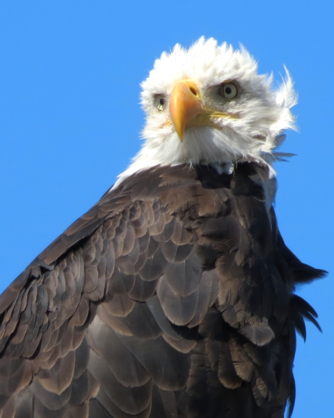 Photo of a windblown eagle closeup against a blue sky