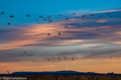 Flock of cranes flying at sunset with mountain range in the background 