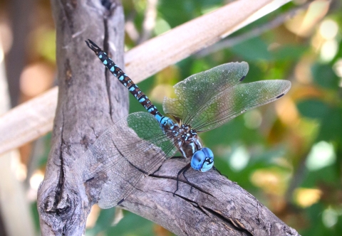 A blue dragonfly perches on a tree branch