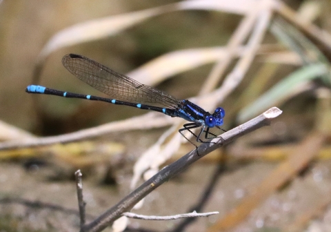A blue dragonfly stands on a twig. It has alternating blue and black rings down it's long thin abdomen.