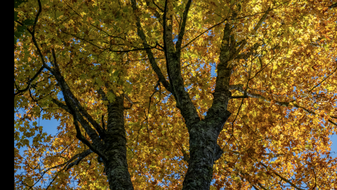 Image of a tree canopy with yellow leaves
