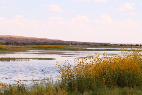 Thousands of tall yellow flowers cover the shore of a shallow lake.