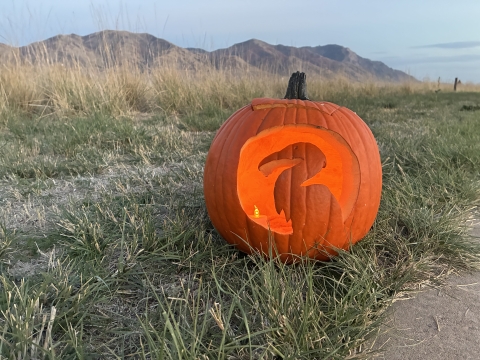 A photo of a pumpkin carved with a great blue heron.