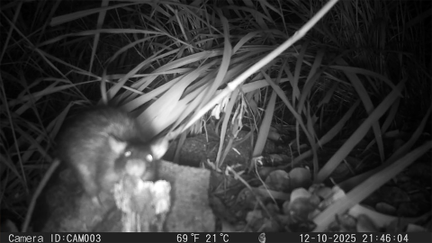 Invasive black rat caught on camera on a cay in the Virgin Islands.