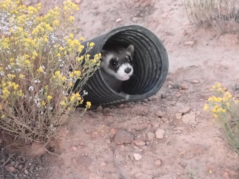 a small black-footed ferret sits in a black plastic tube near yellow flowers of rubber rabbit brush in a dusty field