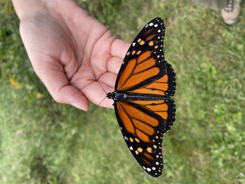 Black, orange and white butterfly with a solar radio tag on its body resting a biologist’s hand.