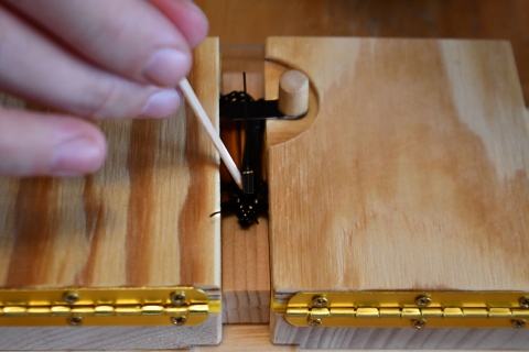 A biologist’s hands holding a wood stick to glue a solar radio tag to a monarch butterfly’s body. The monarch wings are held down by hinged wood piece. 