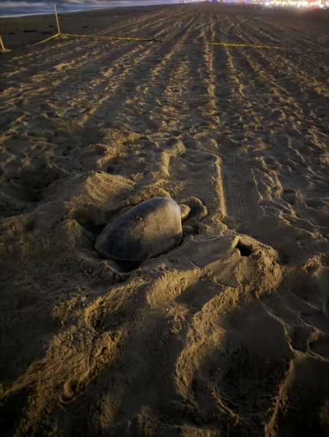 A sea turtle nesting on a beach.
