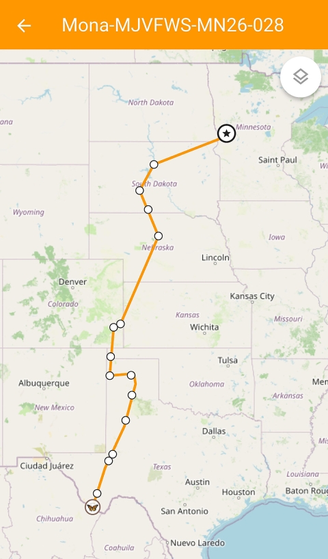 Map of the United States with an orange line from Minnesota to central South Dakota and turned to a southerly direction going through Nebraska, upper corner of Kansas and Oklahoma, then through panhandle of Texas to the Mexican border, which shows the migratory route of a monarch butterfly. For additional information about this map, contact Project Monarch app. 